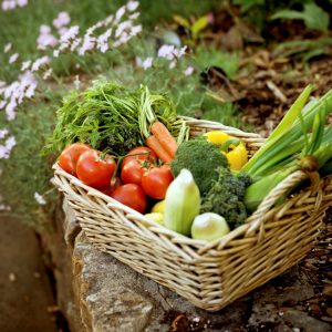 recolte-legumes